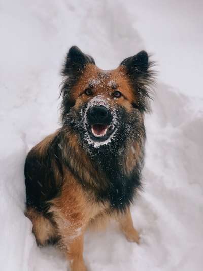 Dogorama Photo Challenge - Es wird nochmal kalt!-Beitrag-Bild