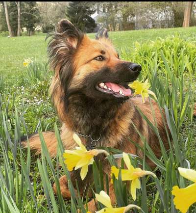 Dogorama Photo Challenge - Der Frühling kommt-Beitrag-Bild