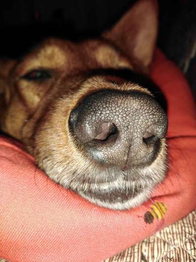 Zeigt mir die tollste Nahaufnahme von eurer Fellnase-Beitrag-Bild