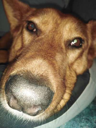 Zeigt mir die tollste Nahaufnahme von eurer Fellnase-Beitrag-Bild