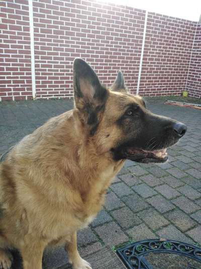 Deutsche Schäferhunde, Belgische Schäferhunde.-Beitrag-Bild