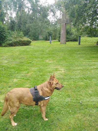 Deutsche Schäferhunde, Belgische Schäferhunde.-Beitrag-Bild