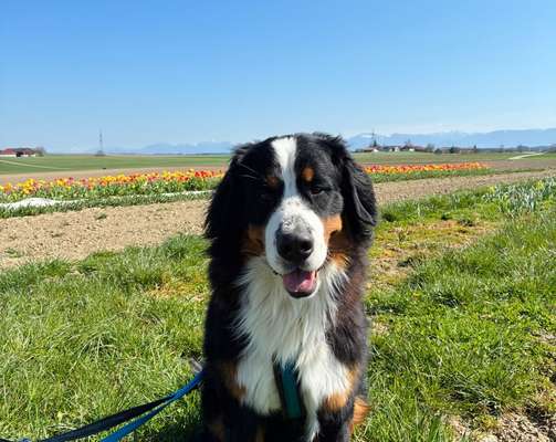 Berner Sennen-Beitrag-Bild