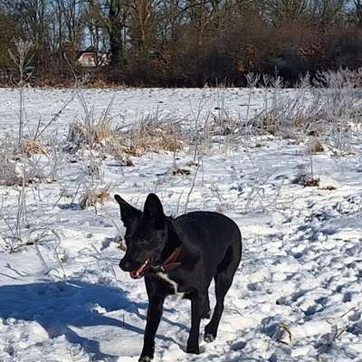 Hundetreffen-Gemeinsam Gassi mit Spiel und Training-Bild
