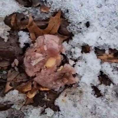 Giftköder-Wahrscheinliche Giftköder-Bild