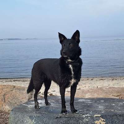 Hundetreffen-Gemeinsam Gassi mit Spiel und Training-Bild