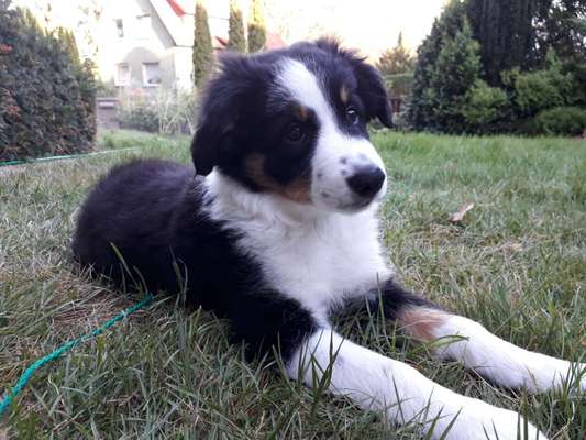 Welpen Bilder !-Beitrag-Bild