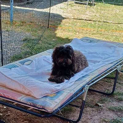 Hundetreffen-Spielen in Bad Nauheim/Schwalheim