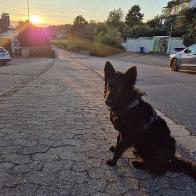 Hundetreffen-Hundebegegnungen üben-Bild