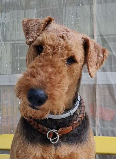 Reinrassige Hunde?-Beitrag-Bild