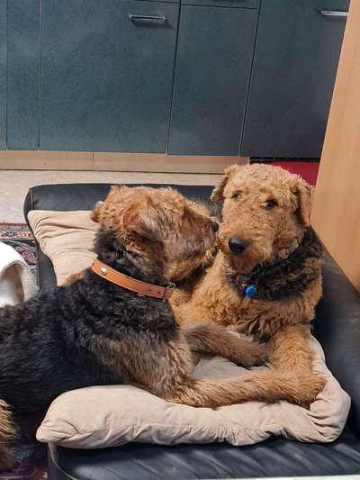 Seltene Rassen!-Beitrag-Bild