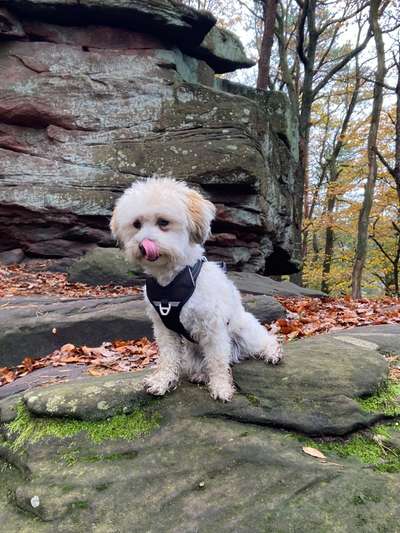 Tongue Out Tuesday-Beitrag-Bild