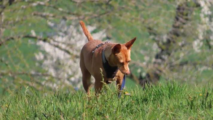 Challenge 23 : "  Euer Hund beim Frühlingserwachen "-Beitrag-Bild