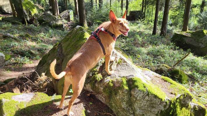 Unsere Fellnasen-Vielfalt im Überblick!-Beitrag-Bild