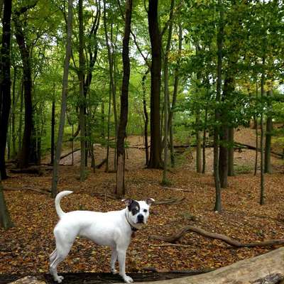 Hundetreffen-Spiel- und Gassi Freund gesucht 🐶-Bild