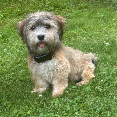 Hundetreffen-Spielfreunde gesucht-Bild