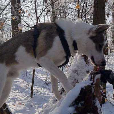 Hundetreffen-Suche Spielkameraden