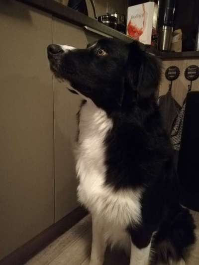 Wie heißt dein Hund?-Beitrag-Bild