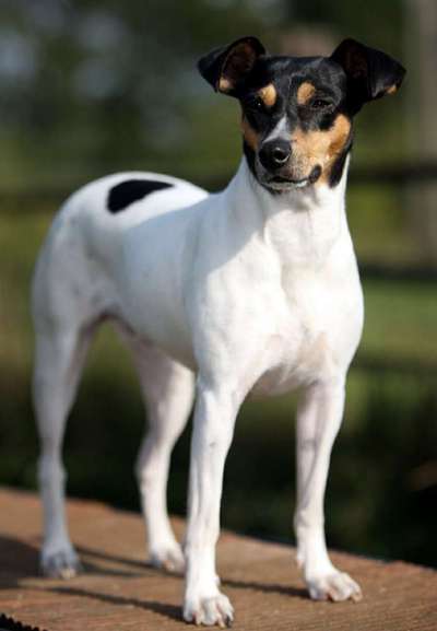 Seltene Rassen!-Beitrag-Bild