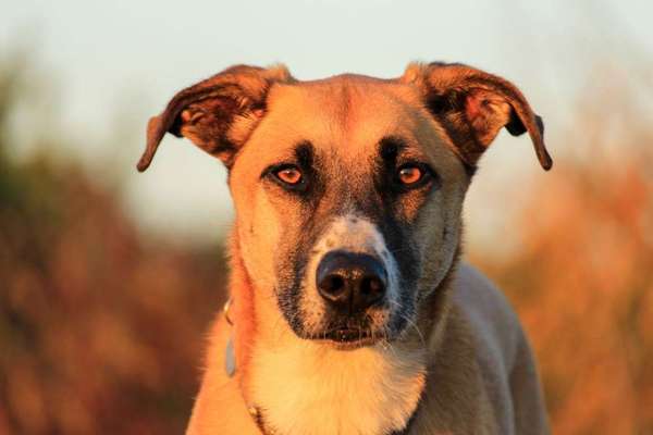 Dein Hund im Dogorama-Kalender 2021-Beitrag-Bild