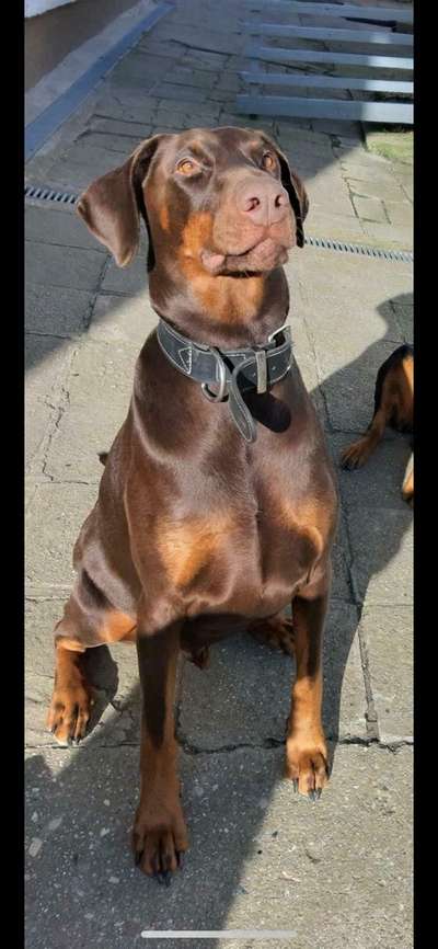 Wo sind die Dobis?-Beitrag-Bild