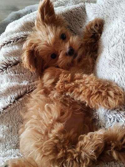 Welpen Bilder !-Beitrag-Bild