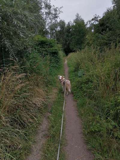 Hundetreffen-Gemeinsame Spaziergänge, Training & Freilauf-Bild