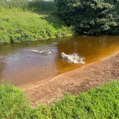 Hundeauslaufgebiet-Hundeauslauf: Wiese mit Zugang zum Wasser-Bild