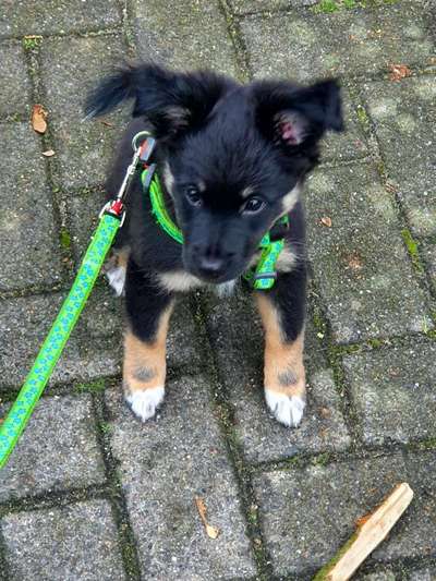 Welpen Bilder !-Beitrag-Bild