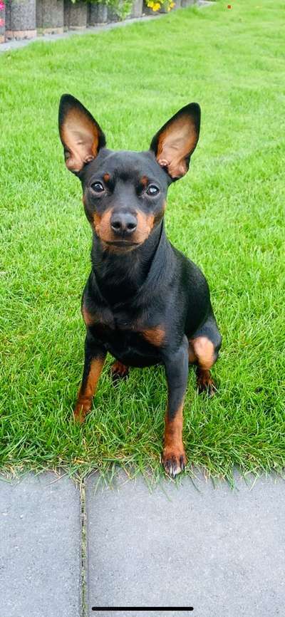 Hundetreffen-Regelmäßige Gassi Begleiter gesucht 😊 (vorzugsweise Gerresheim)-Bild