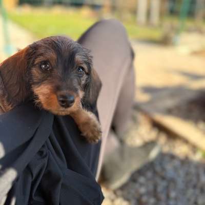 aktuelles Foto Gruppe Dackel