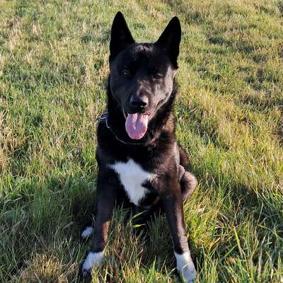 Hundetreffen-Hundekumpel gesucht-Profilbild