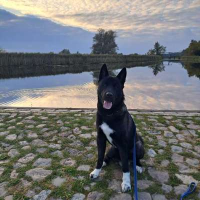 Akita Inu/American Akita (Mix) halter.-Beitrag-Bild