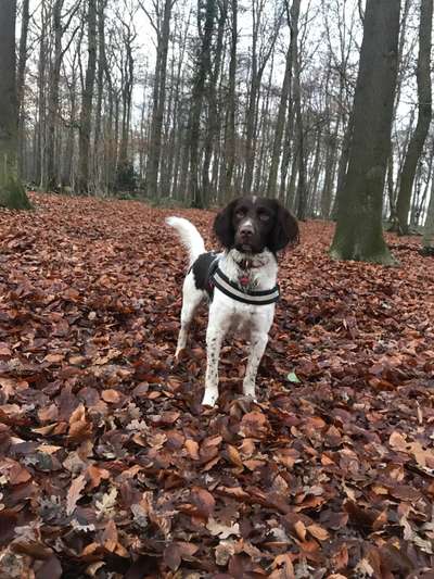 Kleiner Münsterländer!-Beitrag-Bild