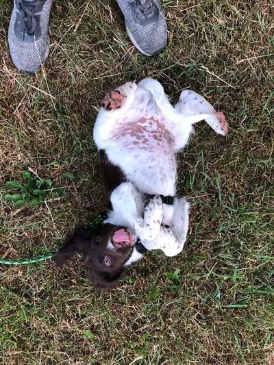 Die Dogorama Wochen Challenge-Beitrag-Bild