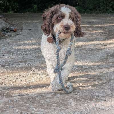 Hundetreffen-Gemeinsames Gassi gehen und Spielen-Bild