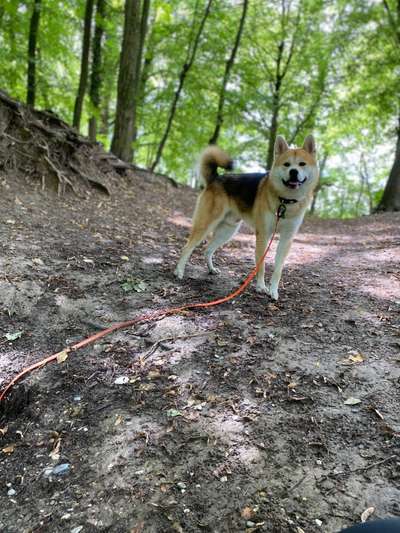 Akita Inu/American Akita (Mix) halter.-Beitrag-Bild