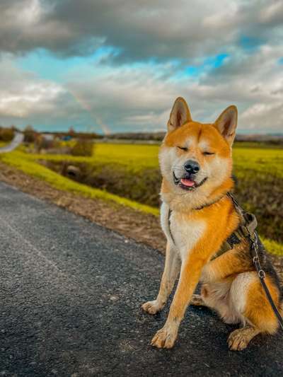 Akita Inu/American Akita (Mix) halter.-Beitrag-Bild