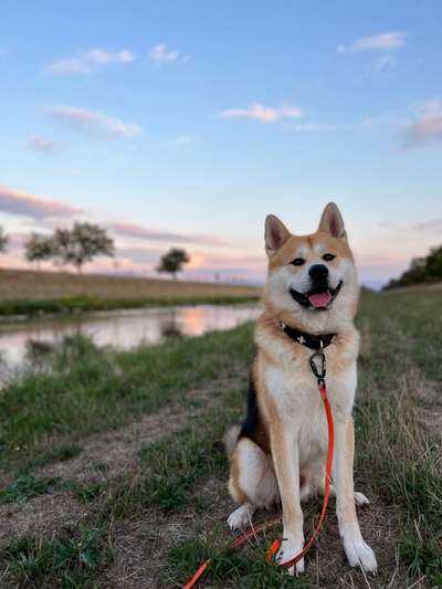 Akita Inu/American Akita (Mix) halter.-Beitrag-Bild