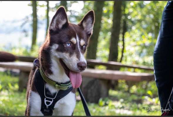 Hundetreffen-Begleitung Bahnhof 