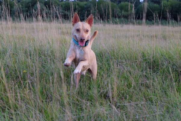 Welchen Hund hast du?-Beitrag-Bild