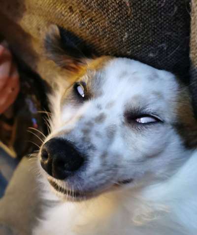 Zeige das lustigste Bild eures Hundis-Beitrag-Bild