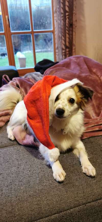 Zeige das lustigste Bild eures Hundis-Beitrag-Bild