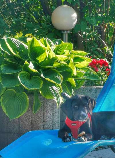 Die Dogorama Monats Challenge "Es grünt und blüht"-Beitrag-Bild