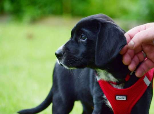 Zeigt mal die schönsten Bilder von euren Hunden !-Beitrag-Bild