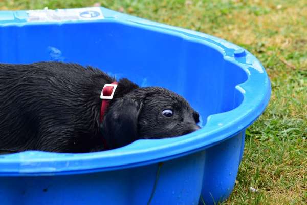 Die Dogorama-Wochen-Challenge "Die schönste Grimasse"-Beitrag-Bild