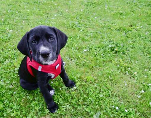 Welpen Bilder !-Beitrag-Bild