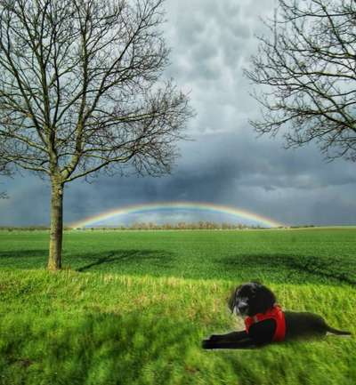 Photomontagen mit Hund-Beitrag-Bild