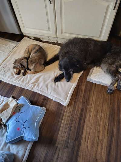 TierschutzhundeStammtisch🐕-Beitrag-Bild