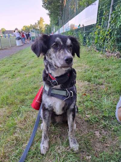 Mischlinge raten - Rätselspaß-Beitrag-Bild